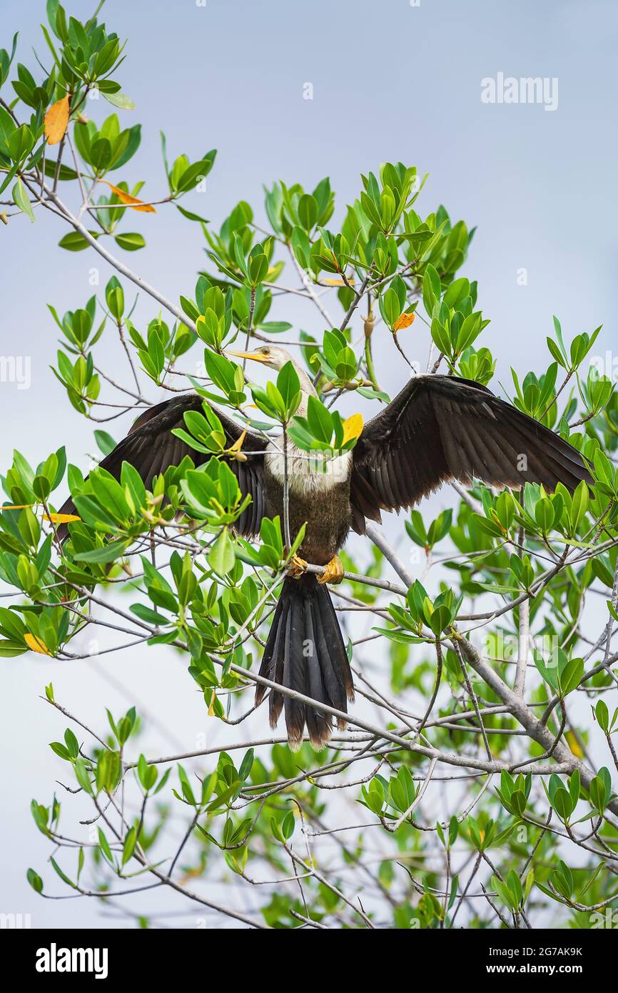Anhinga (Anhinga anhinga) perching on tree, Sanibel Island, J.N. Ding Darling National Wildlife Refuge, Florida, USA Stock Photo