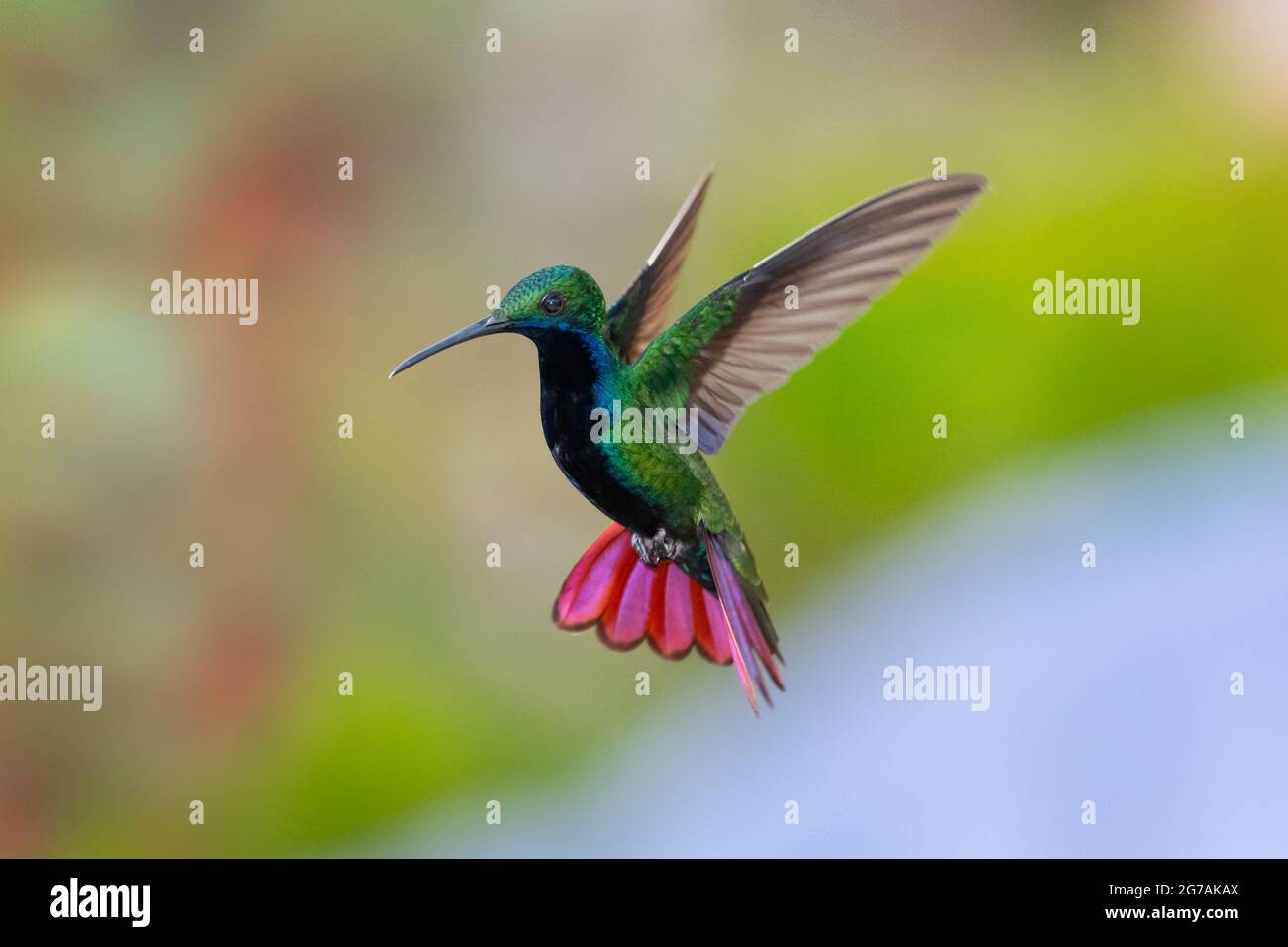 A male Black-throated Mango hummingbird (Anthracothorax nigricollis) hovering in the air with his tail flared. Bird in flight. Stock Photo