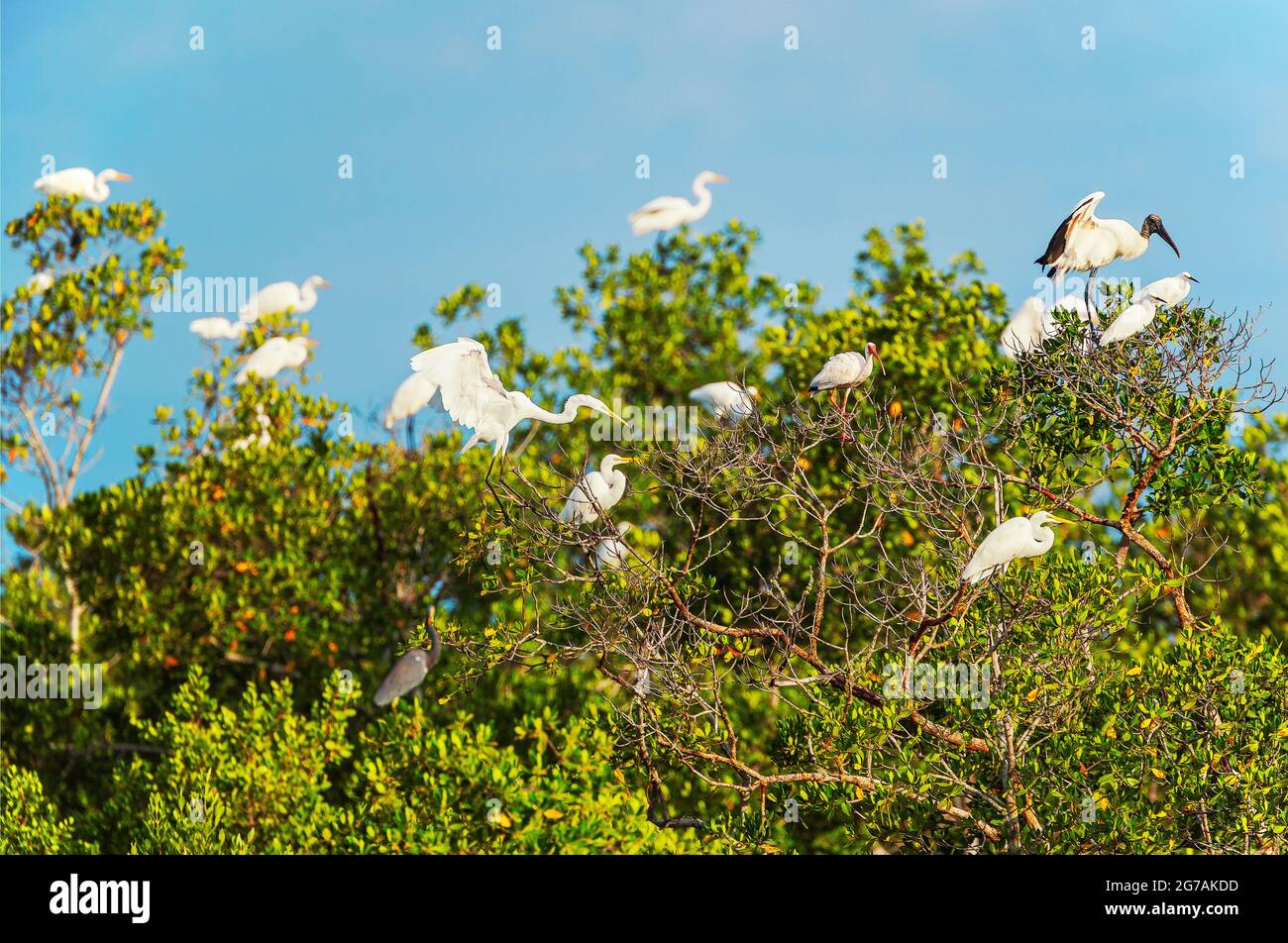 Group of Great white egrets (Ardea alba) and Wood Stork (Mycteria Americana) perching on tree, Sanibel Island, J.N. Ding Darling National Wildlife Refuge, Florida, USA Stock Photo