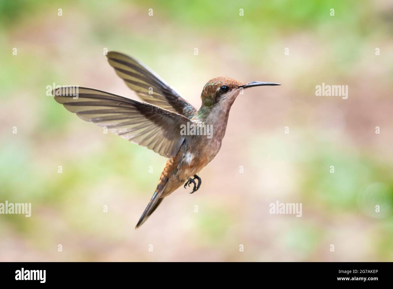A juvenile Ruby Topaz hummingbird (chrysolampis mosquitus) hovering with a light pastel bokeh background. Bird in flight. Stock Photo