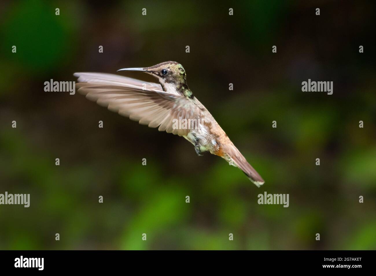 A juvenile Ruby Topaz hummingbird (chrysolampis mosquitus) hovering with a dark background. Bird in fligth. Tropical bird. Stock Photo