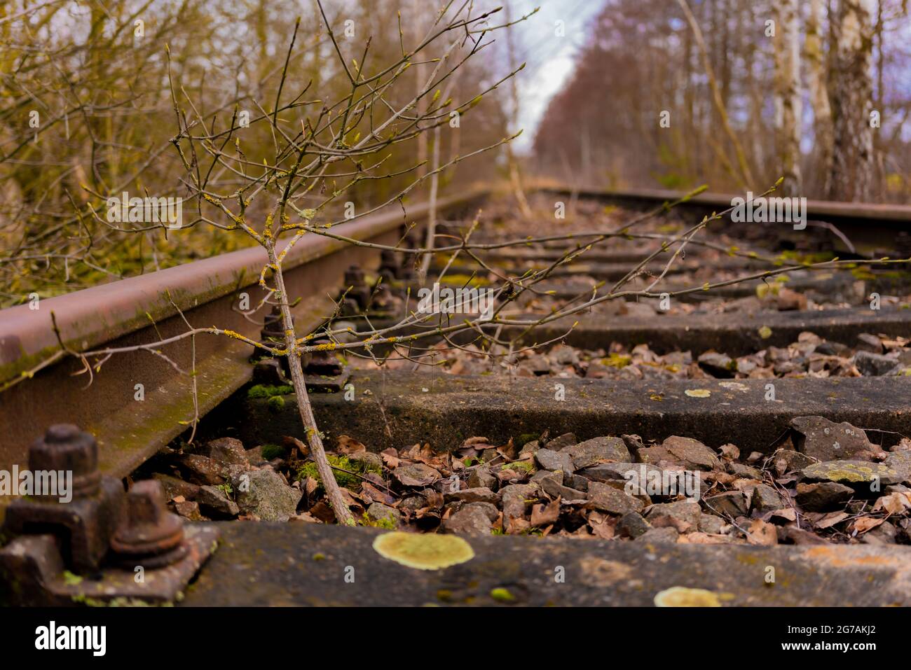 old railway track,  small tree grows in the track bed Stock Photo
