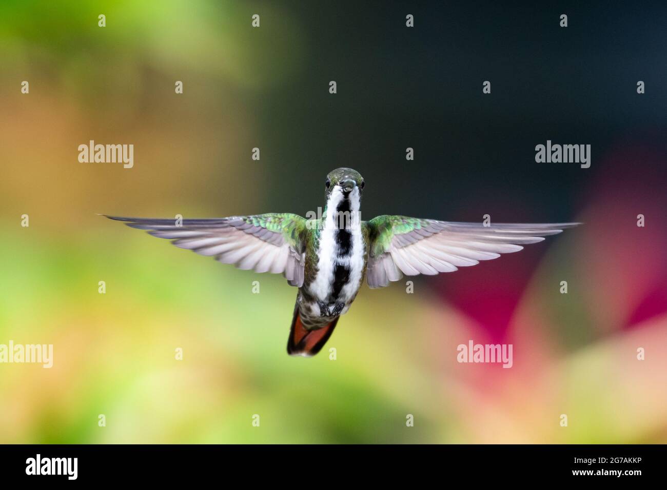 A female Black-throated Mango hummingbird (anthracothorax nigricollis) hovering with wings spread looking at camera with a colorful background. Stock Photo
