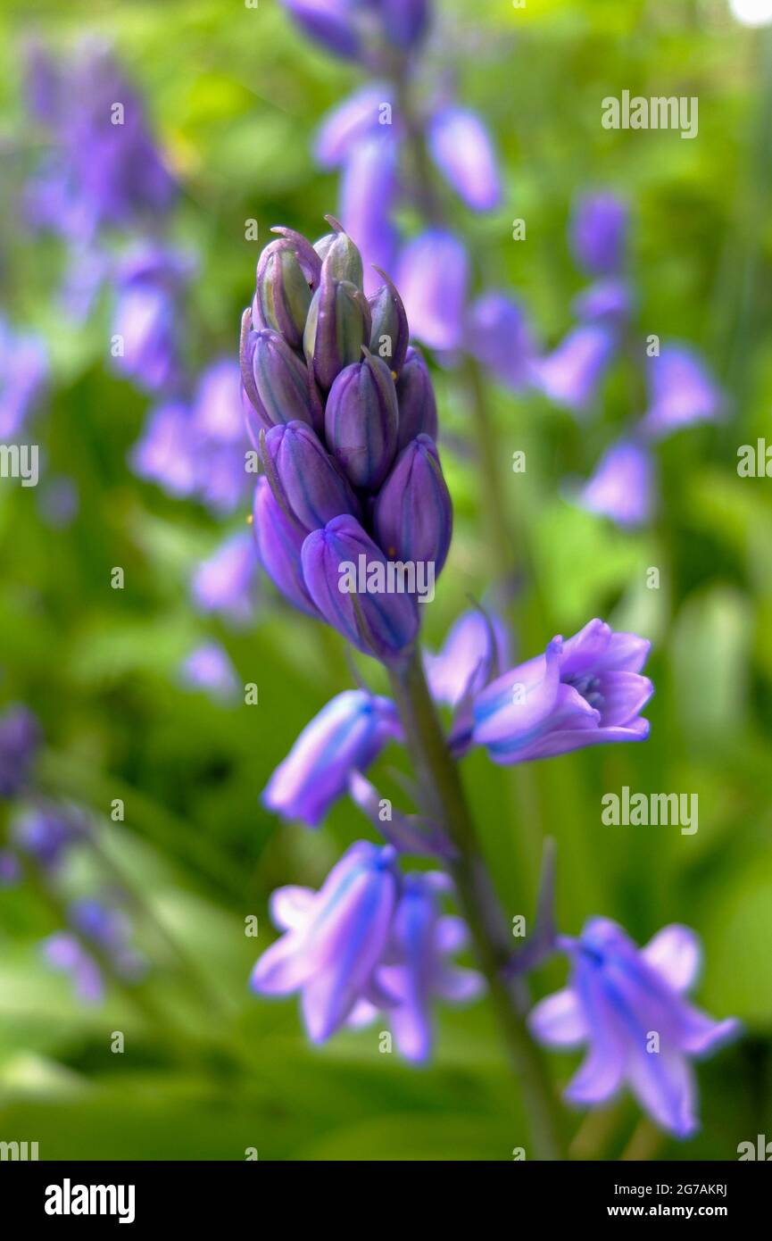 The hare bell (Hyacinthoides) Stock Photo