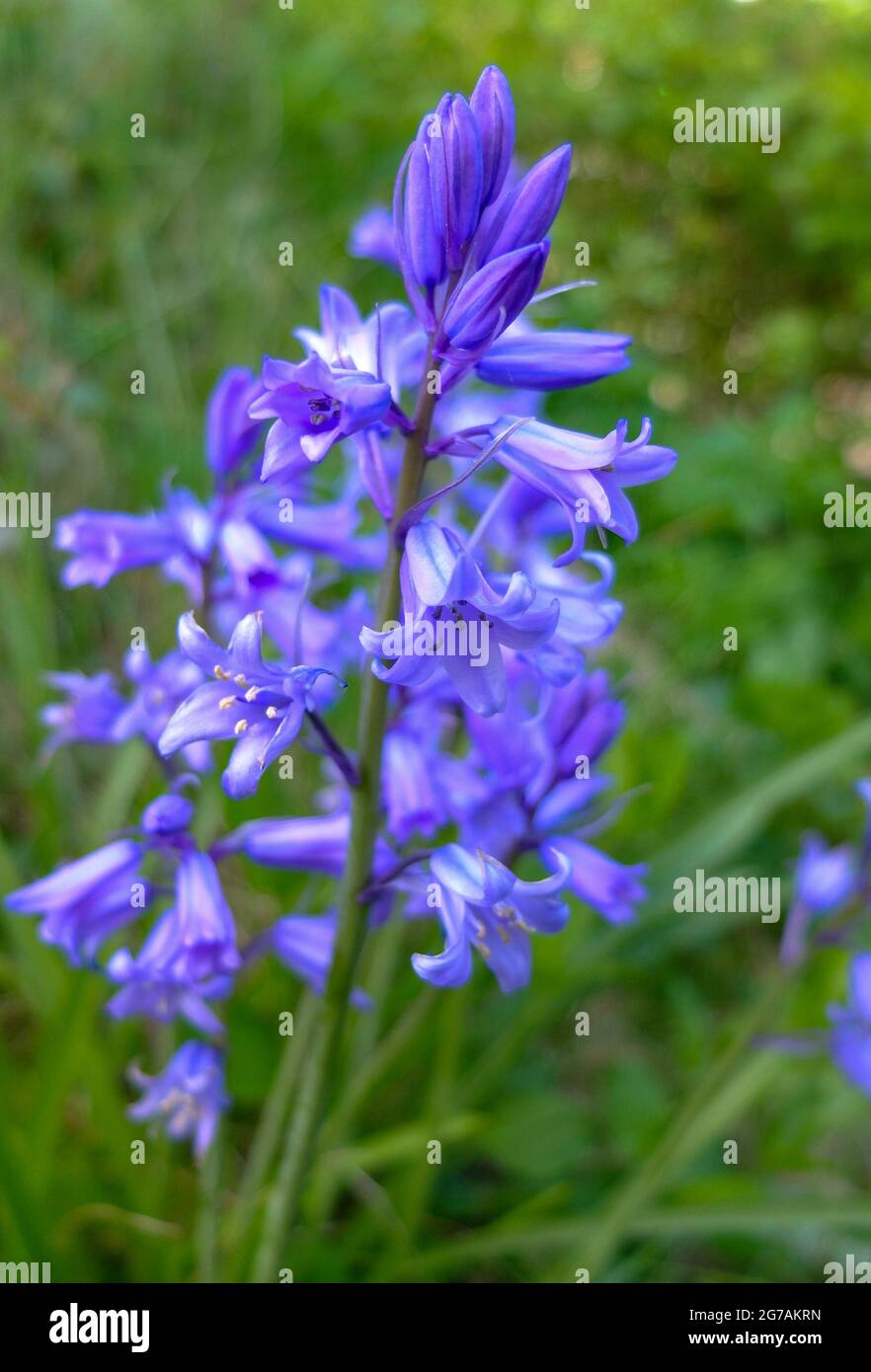 The hare bell (Hyacinthoides) Stock Photo