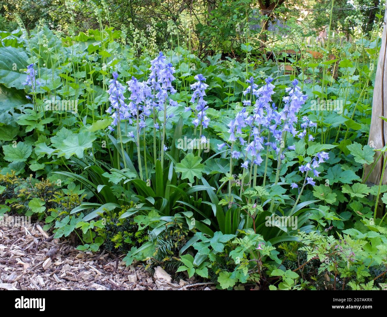 The hare bell (Hyacinthoides) in the spring garden Stock Photo