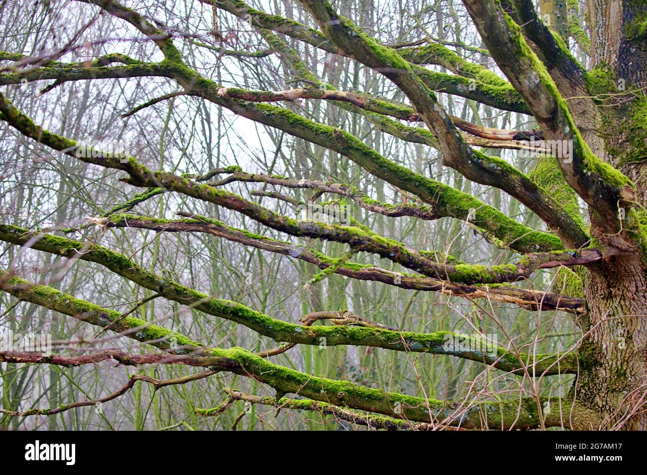 Life in the forest hi-res stock photography and images - Alamy