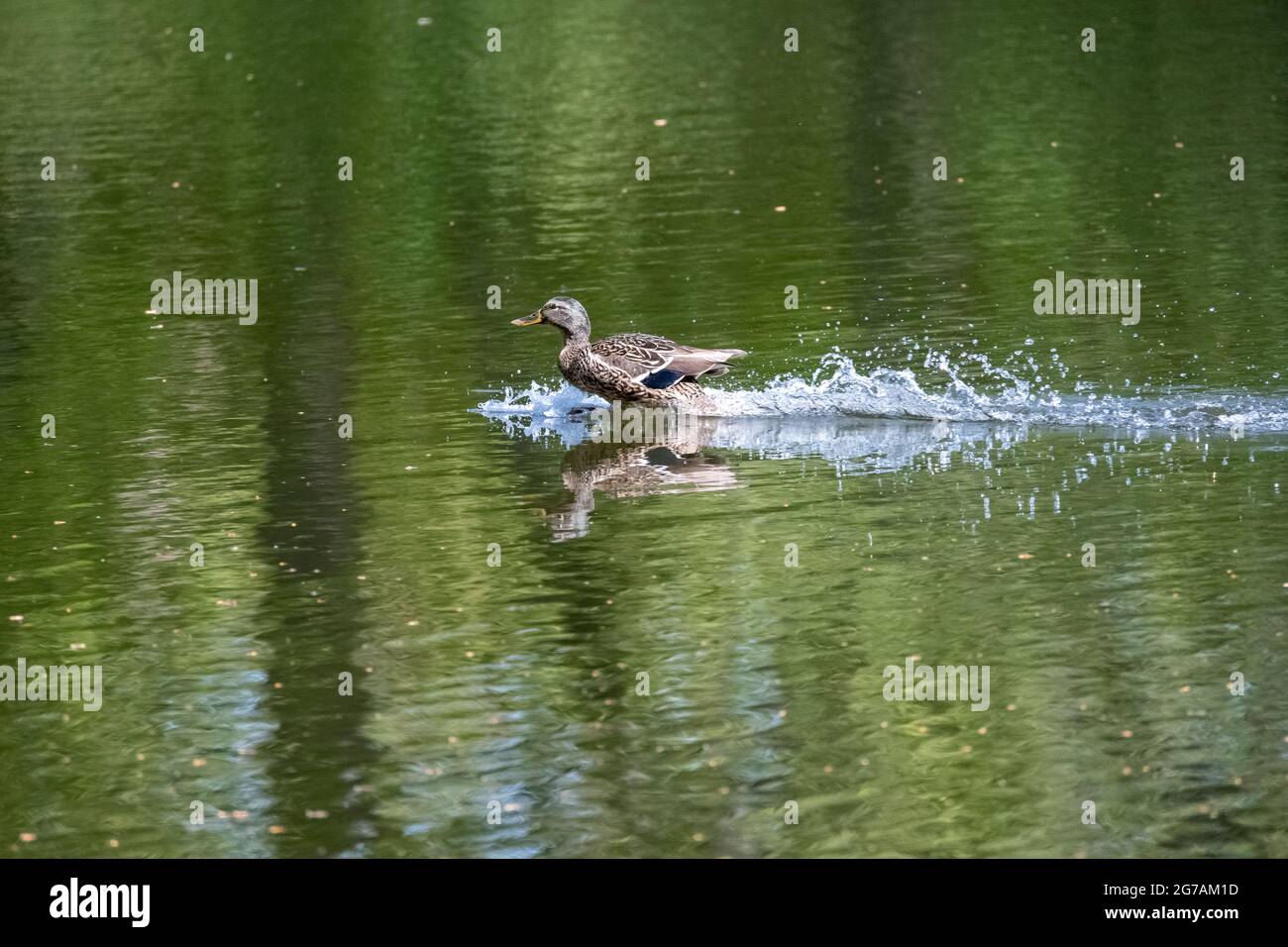 Duck beak hi-res stock photography and images - Alamy