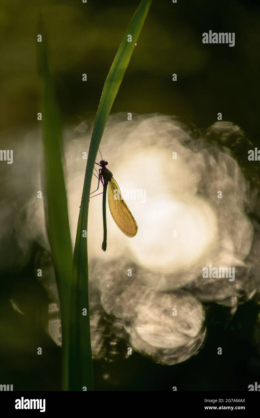 Great Royal Dragonfly (Anax imperator) Stock Photo