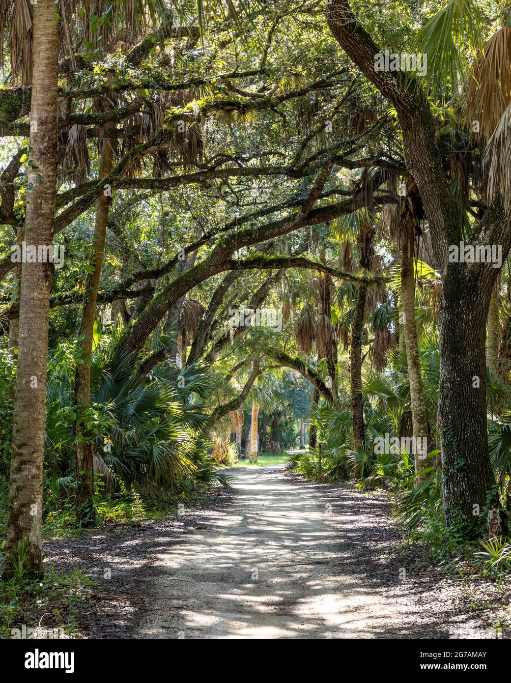 Tree-lined road on the grounds of Koreshan Historic Settlement - a 19th Century Utopian Commune, Estero, Florida, USA Stock Photo