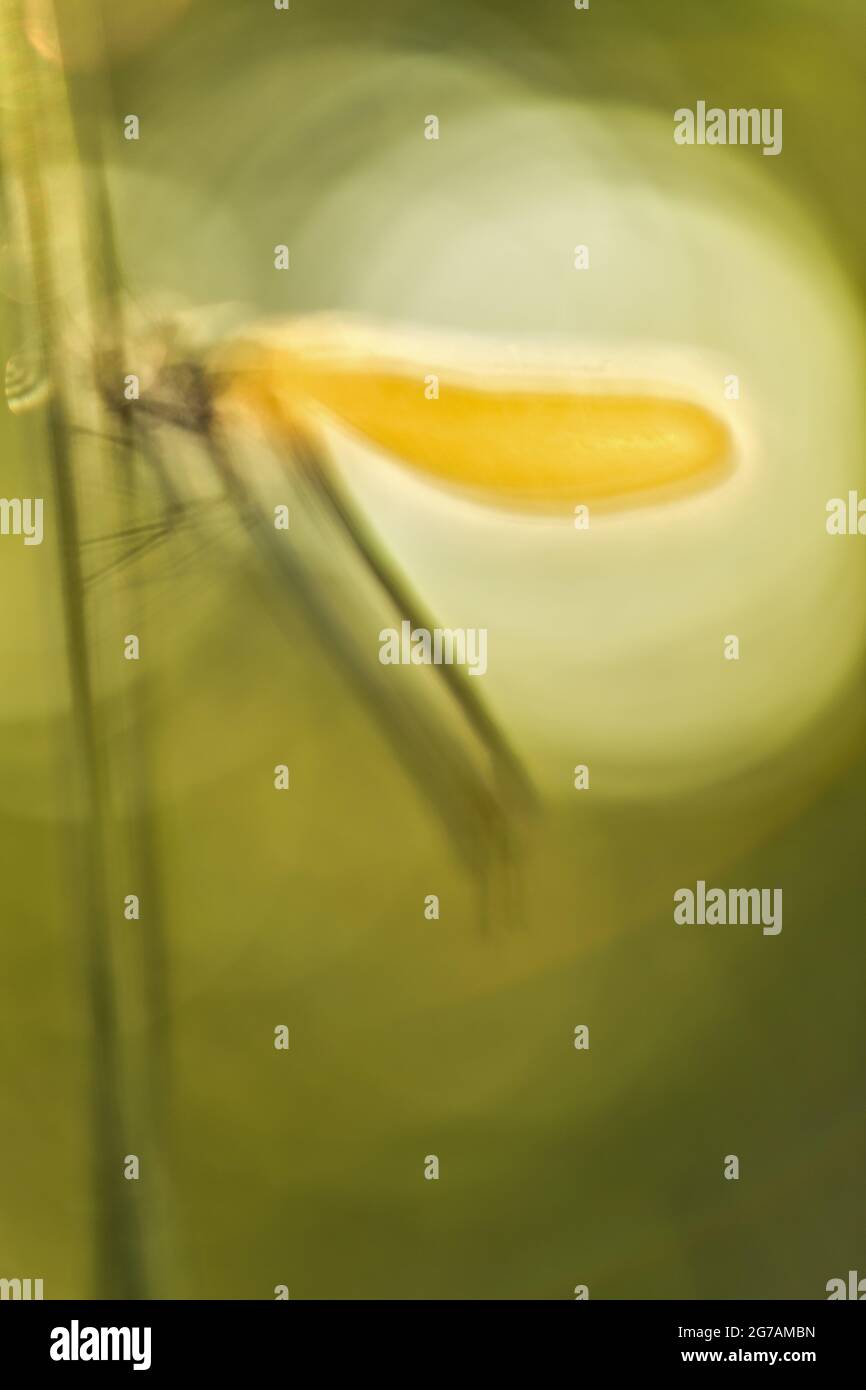 Great Royal Dragonfly (Anax imperator) Stock Photo