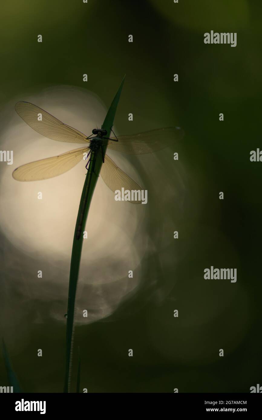 Great Royal Dragonfly (Anax imperator) Stock Photo