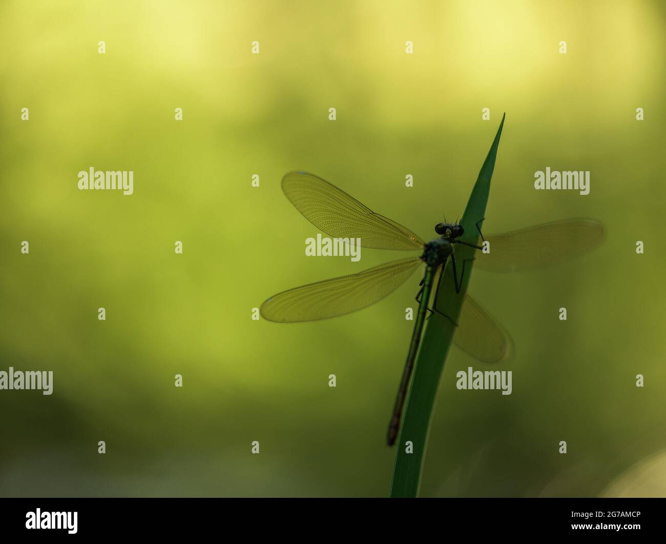 Great Royal Dragonfly (Anax imperator) Stock Photo