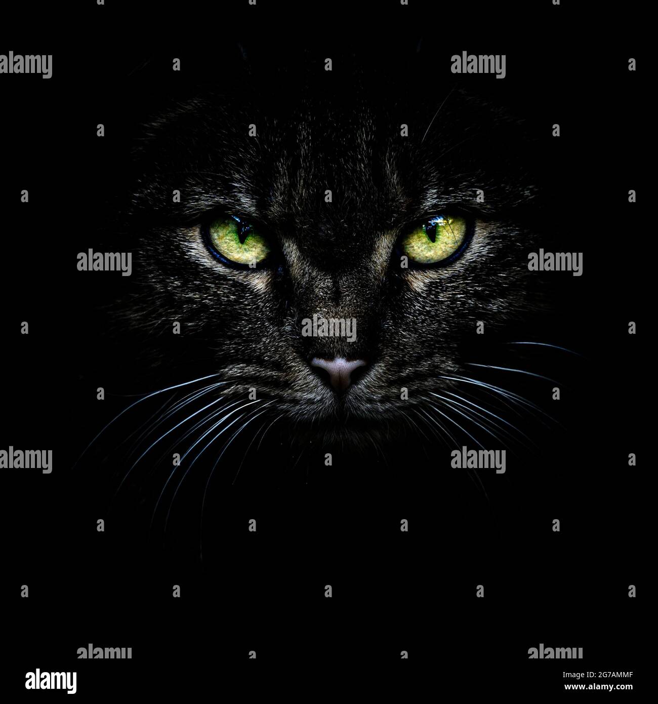 Portrait of a domestic cat Stock Photo