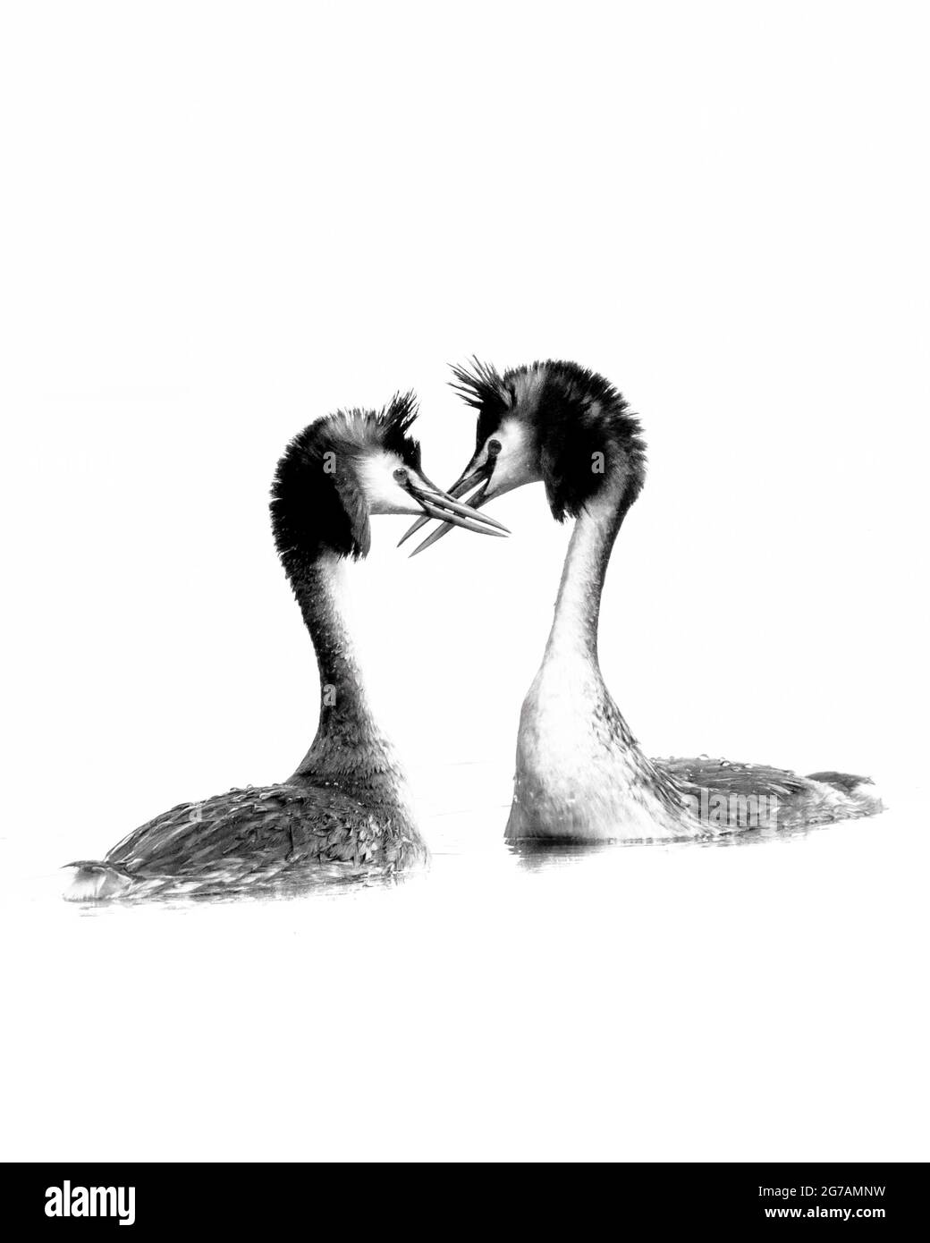 Great crested grebe courtship, black and white Stock Photo