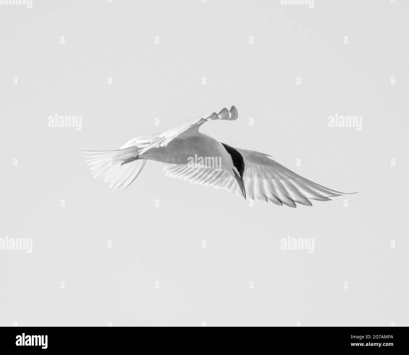 Common tern in flight Stock Photo - Alamy