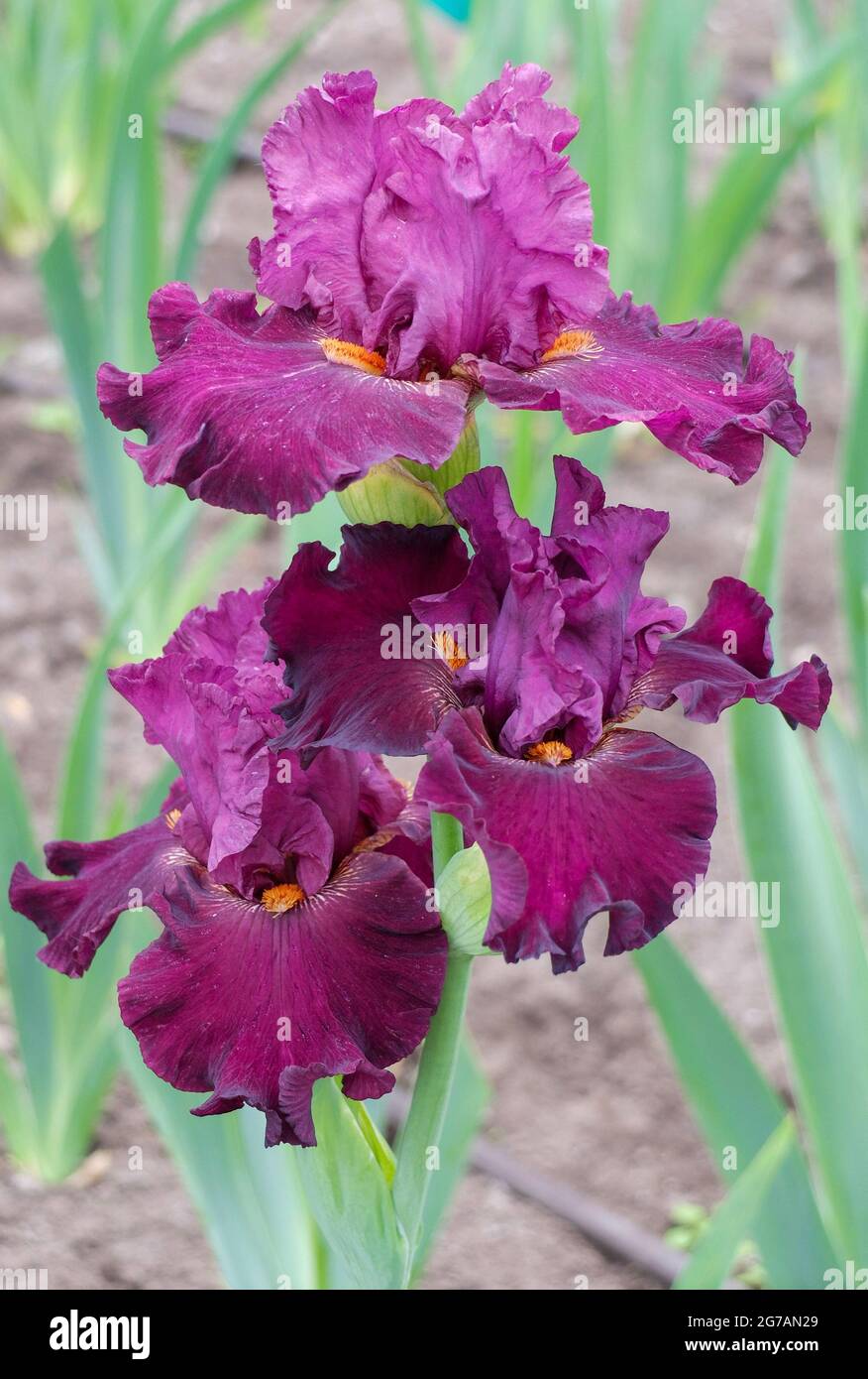 Tall bearded iris (Iris barbata-elatior), cultivar "Cracklin Rosie" Stock Photo