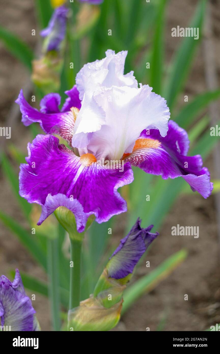 Tall Bearded Iris (Iris barbata-elatior), cultivar 'Curb Appeal' Stock Photo