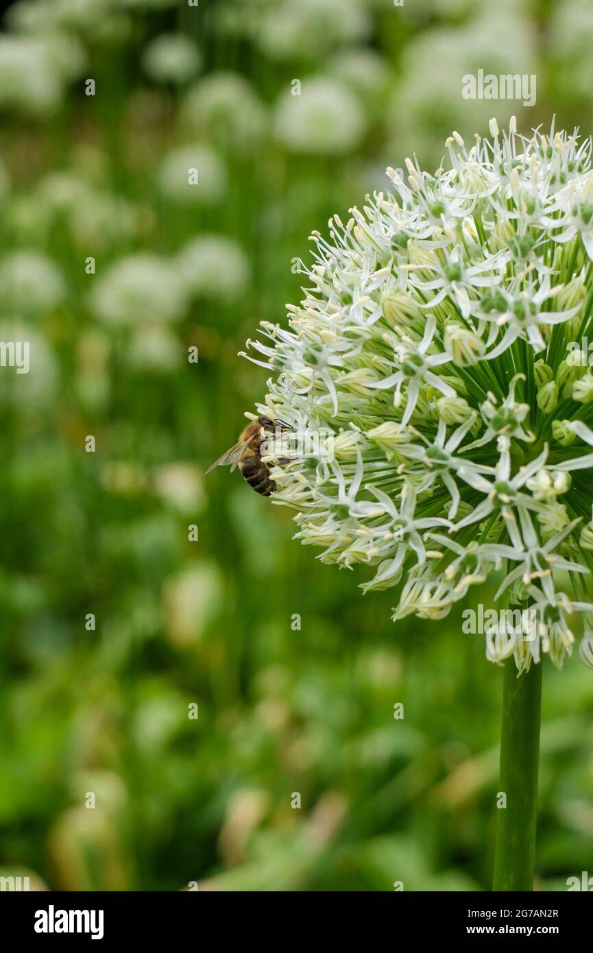 Ornamental onion (Allium) 'Mont Everest', blossom with honey bee (Apis mellifera) Stock Photo