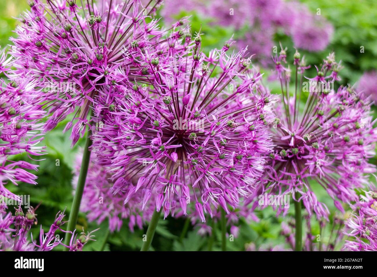 Ornamental onion (Allium) 'Early Emperor' Stock Photo