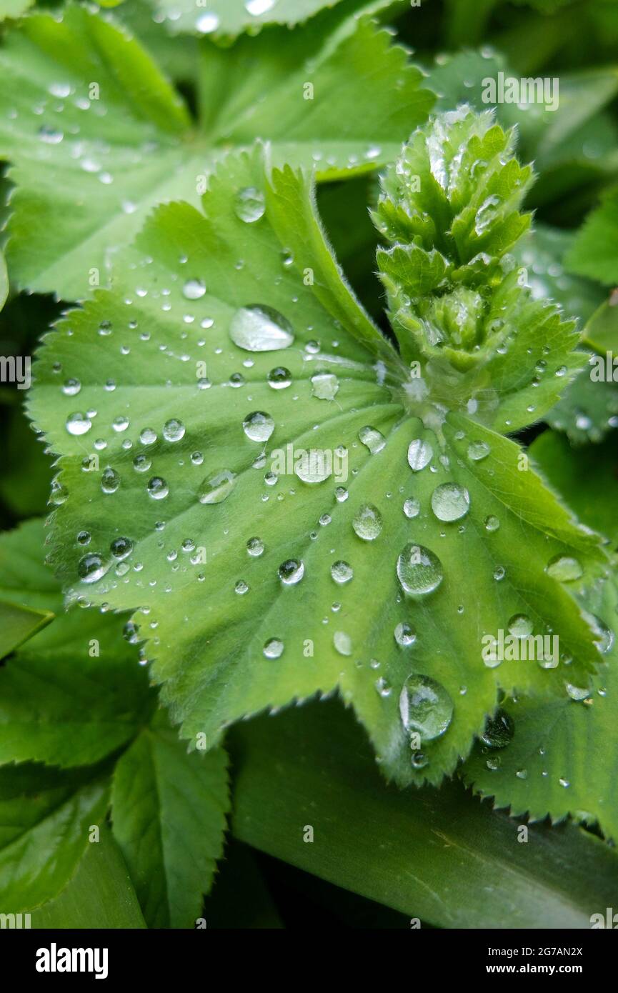 Lady's mantle (Alchemilla mollis) with dew drops Stock Photo