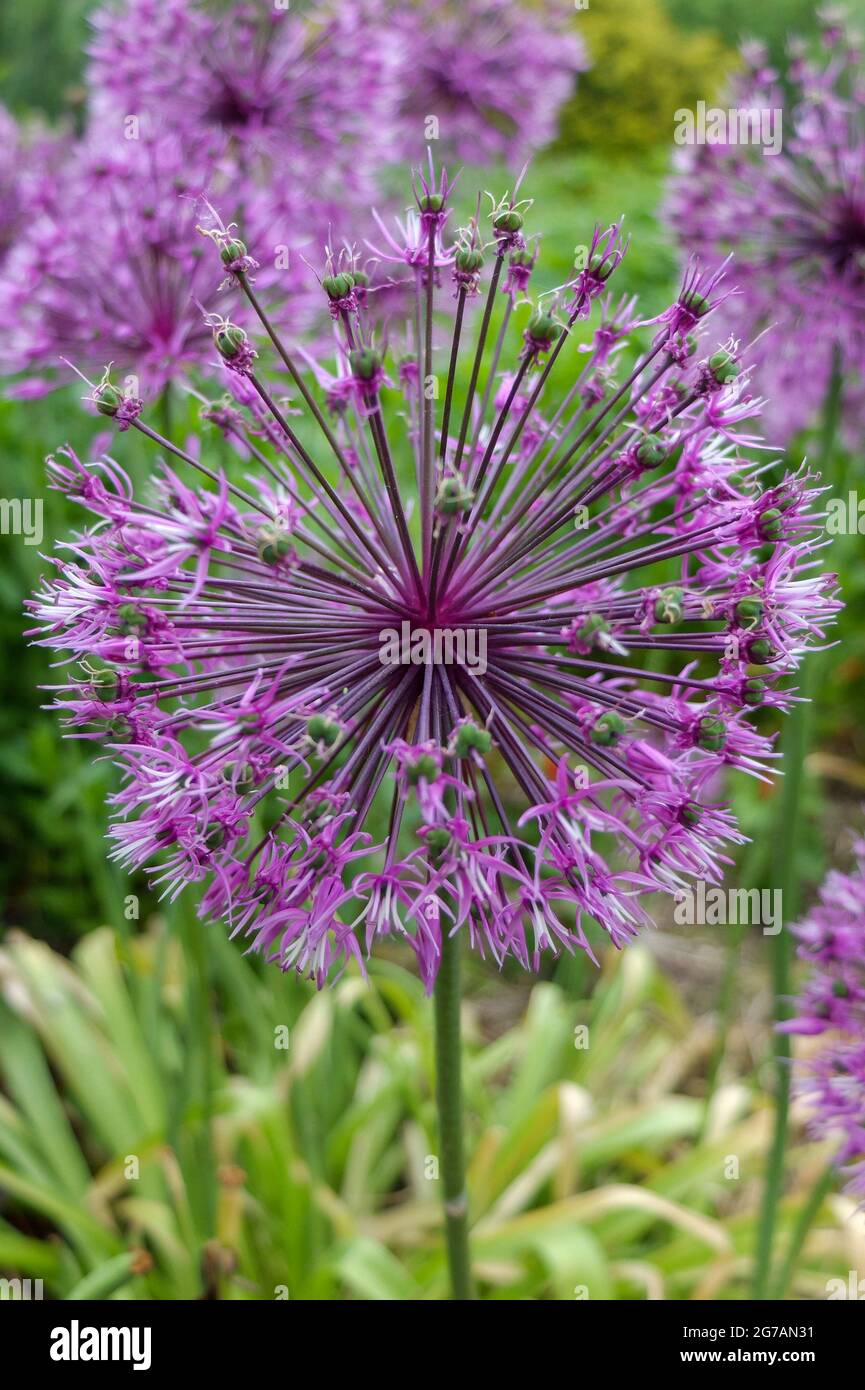 Ornamental onion (Allium) 'Early Emperor' Stock Photo