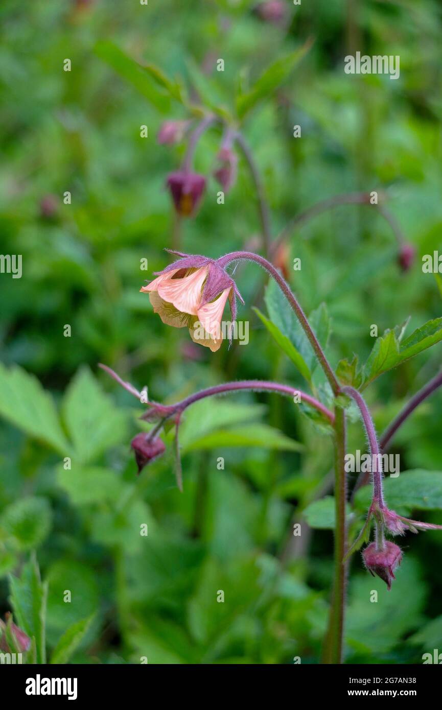 The brook avens (Geum rivale) Stock Photo