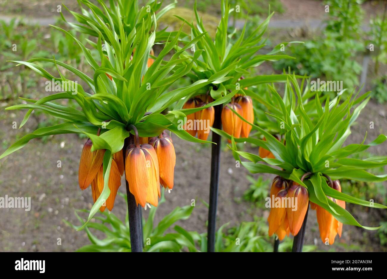 Imperial crown (Fritillaria imperialis) 'Rubra' Stock Photo