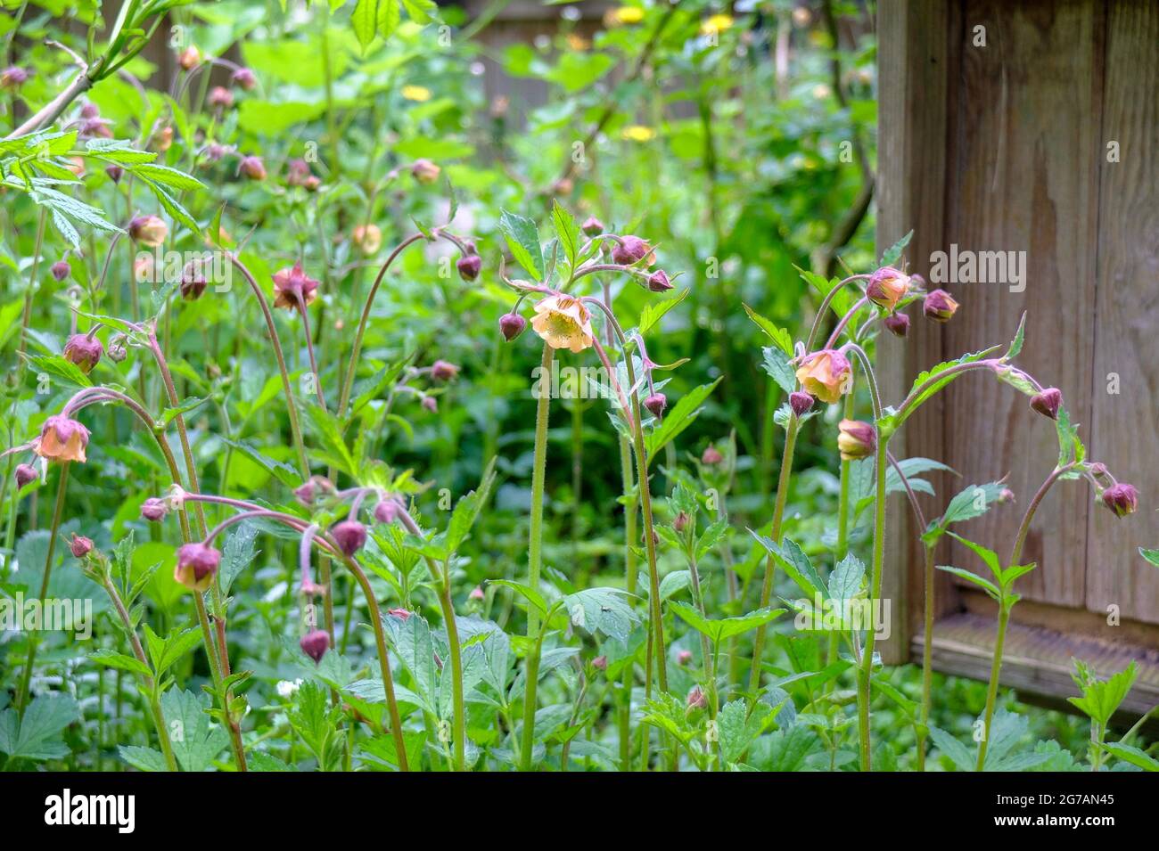 The brook avens (Geum rivale) Stock Photo