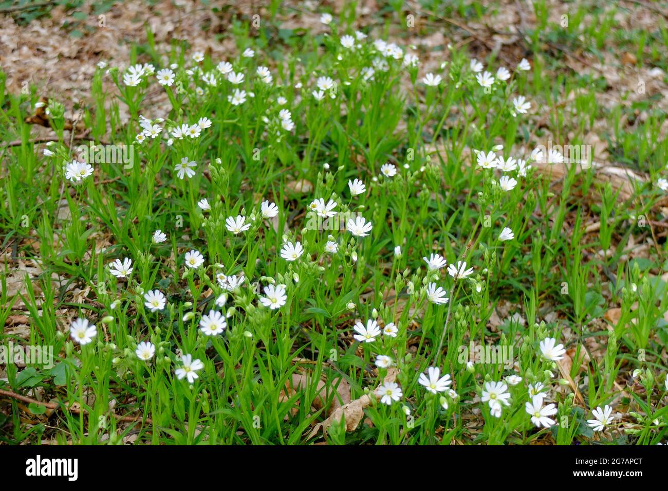 Chickweed garden hi-res stock photography and images - Alamy