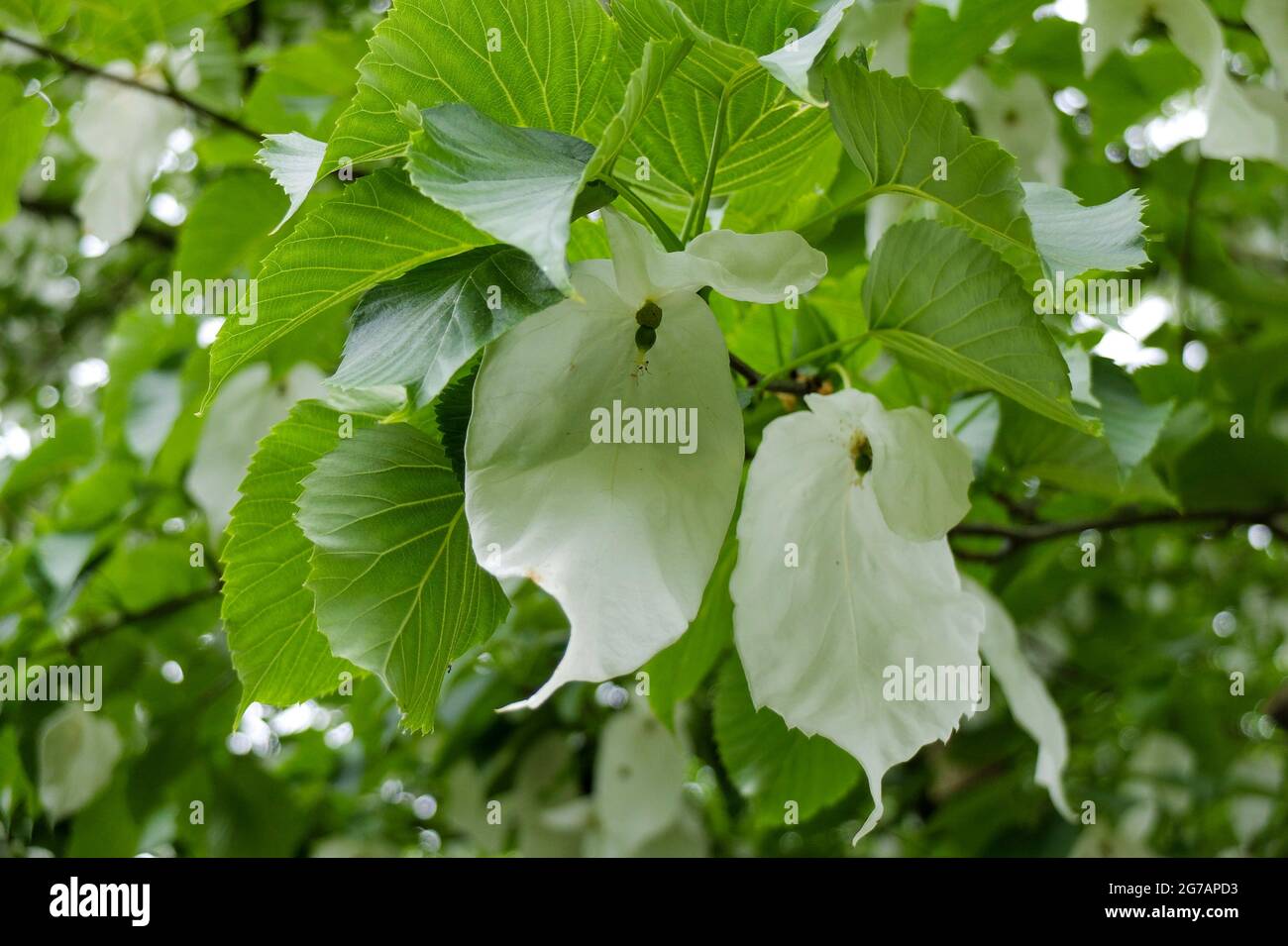 Handkerchief tree (Davida involucrata) in flower Stock Photo