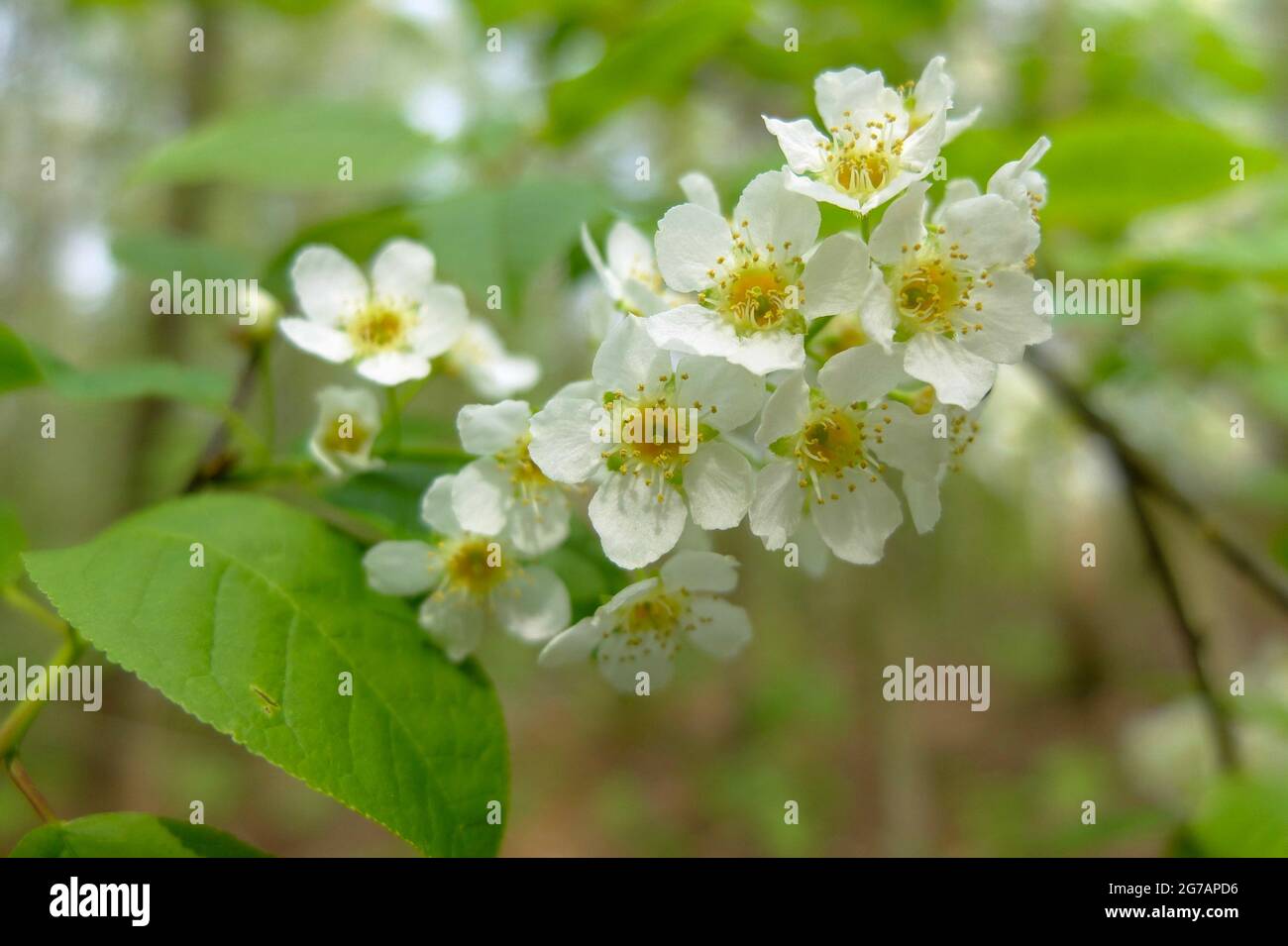 Common bird cherry (Prunus padus, Padus avium) in flower Stock Photo