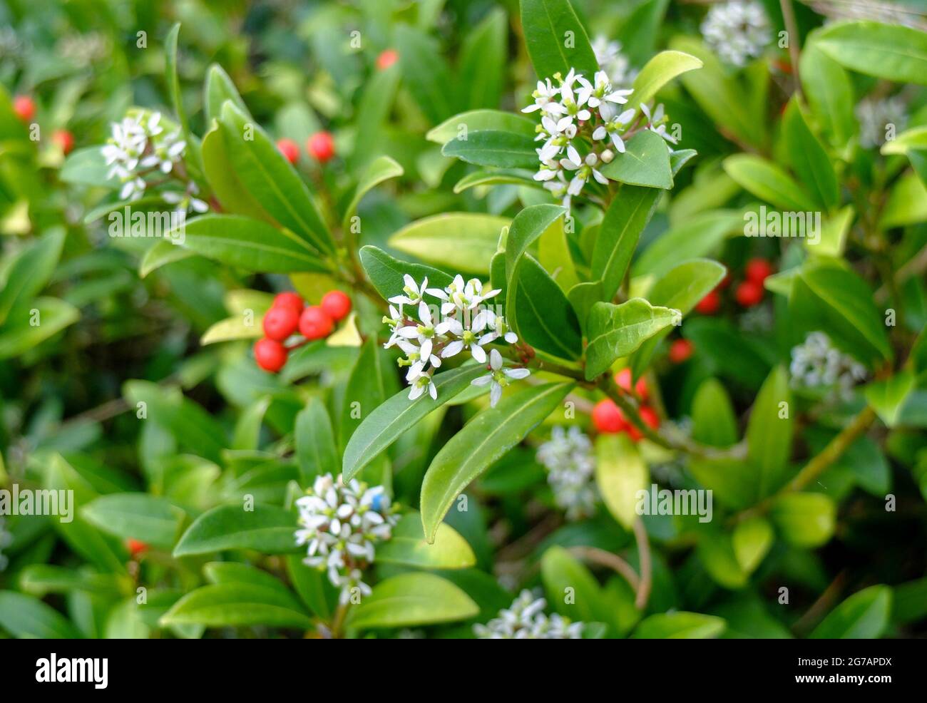 The Japanese fruit skimmia (Skimmia japonica) with fruits and flowers Stock Photo