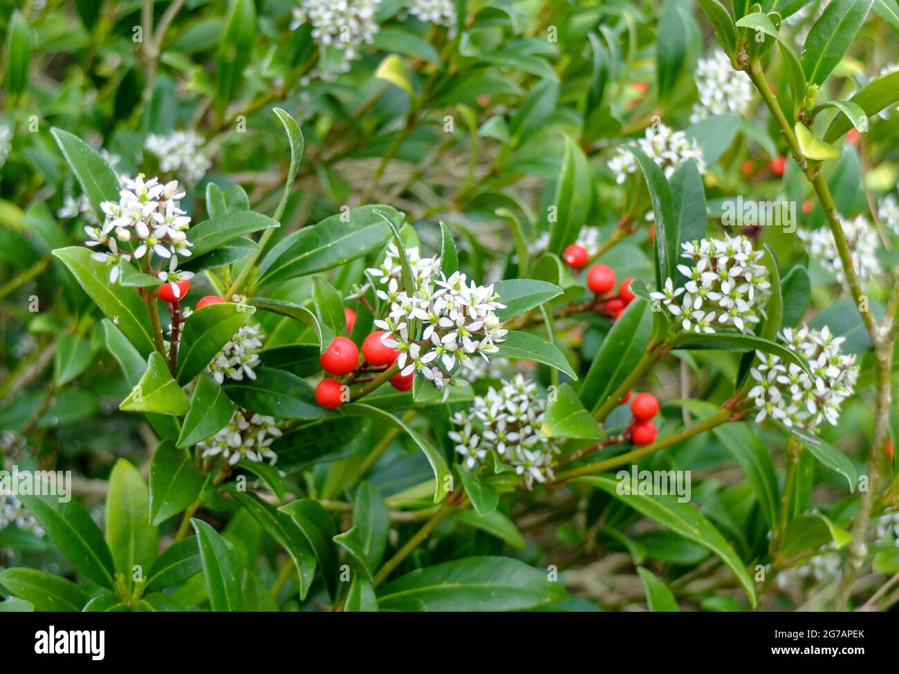 The Japanese fruit skimmia (Skimmia japonica) with fruits and flowers Stock Photo
