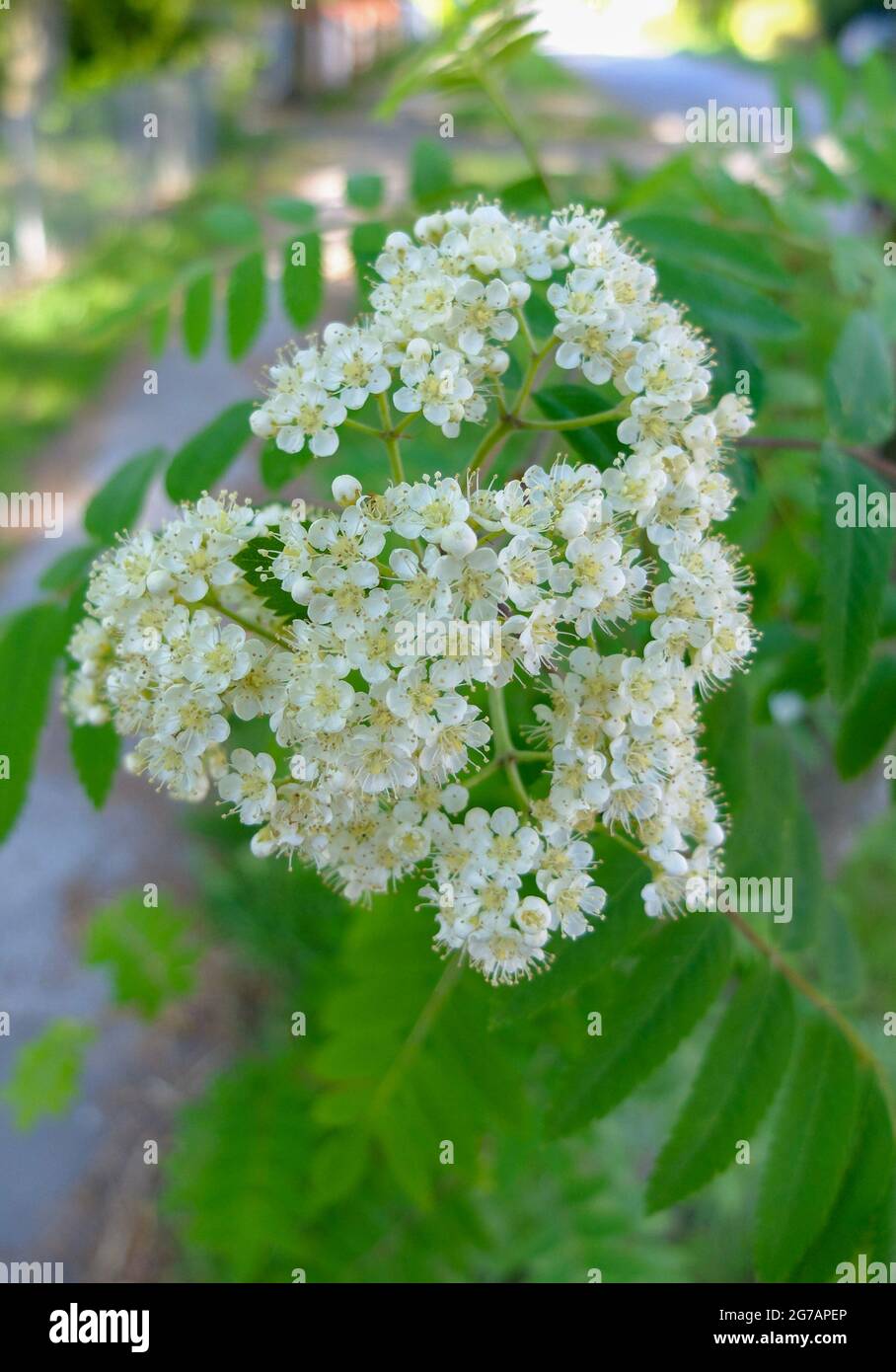 Rowan / Rowan (Sorbus aucuparia) in flower Stock Photo