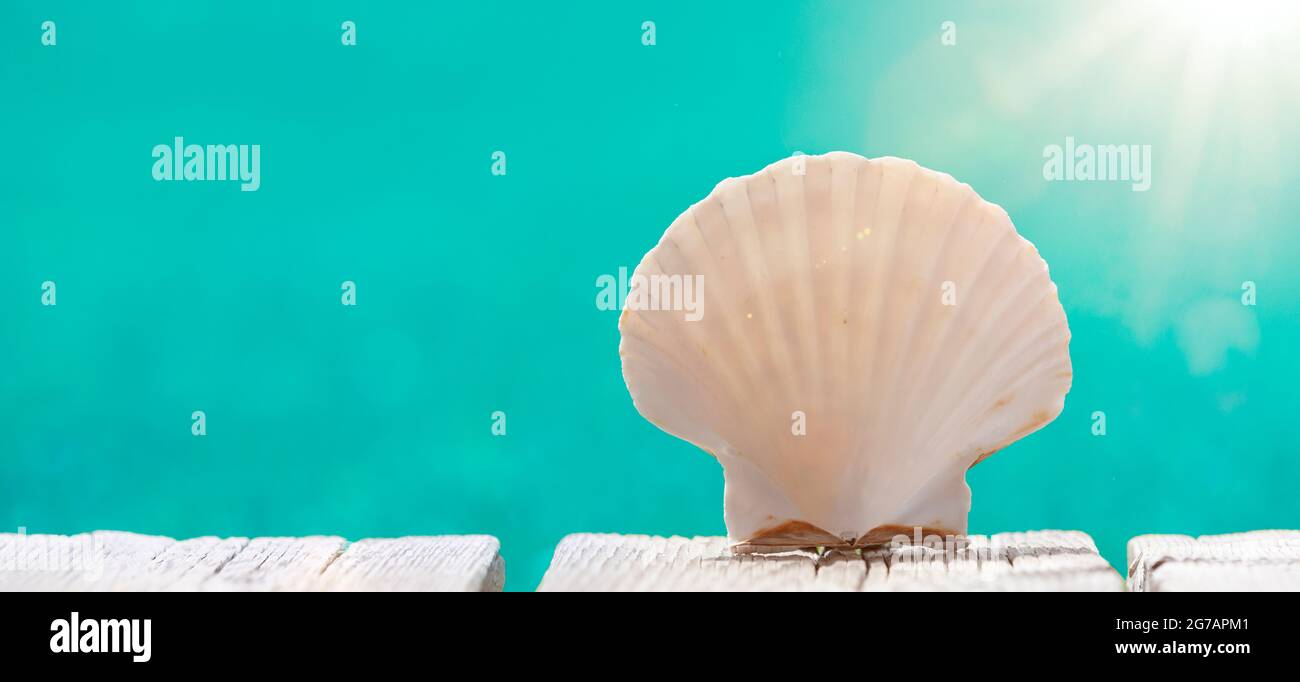 Scallops in water hi-res stock photography and images - Alamy