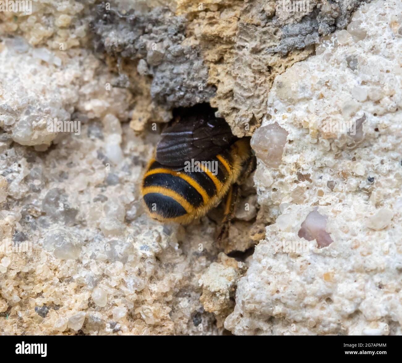 The solitary honey bee crawl to hole - entrance to her nest in wall of a old house. Stock Photo