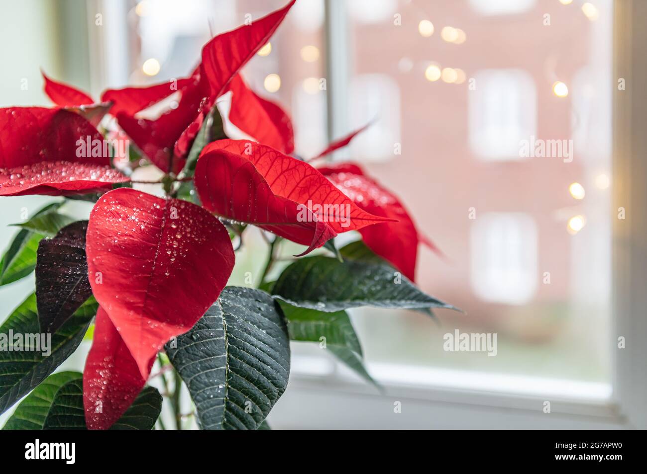 Christmas Poinsettia in ceramic pot Stock Photo Alamy