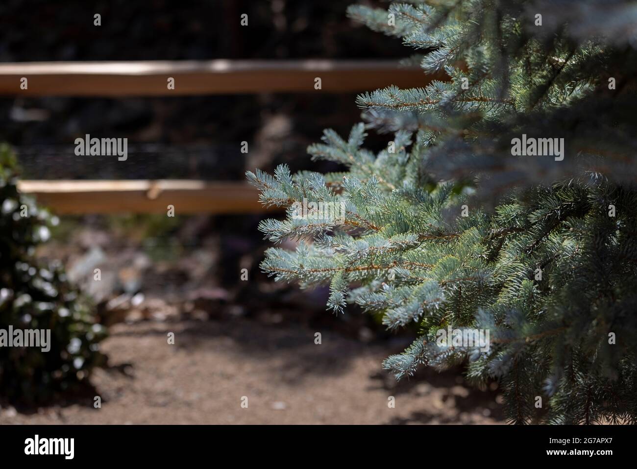 Sunlight hitting and glimmering on branches of a Blue Spruce pine tree in Prescott Arizona Stock Photo