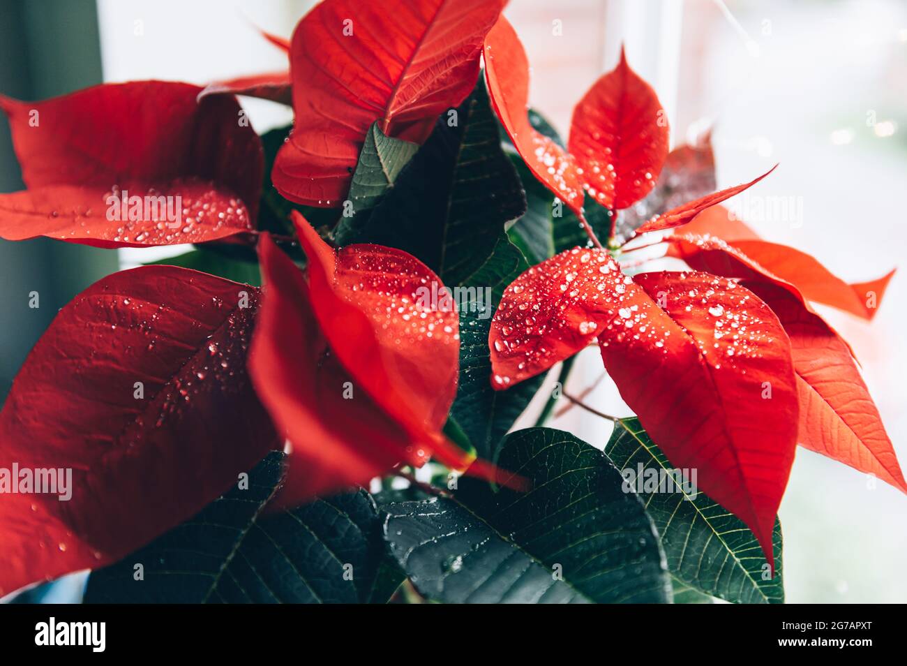 Christmas Poinsettia in ceramic pot Stock Photo Alamy