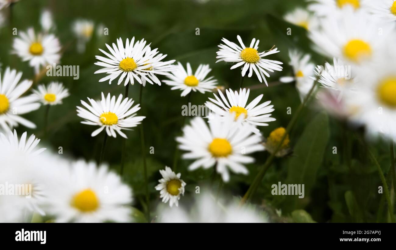 Meadow with daisies in Fleury d'Aude in spring. Stock Photo
