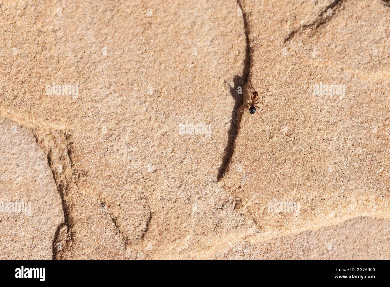 Red and black Formica ant walking on a stone floor on a summer day in Arizona Stock Photo