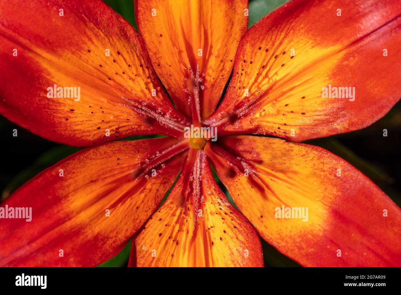 Close up of a bright red and yello Lily lit up by morning sunlight Stock Photo