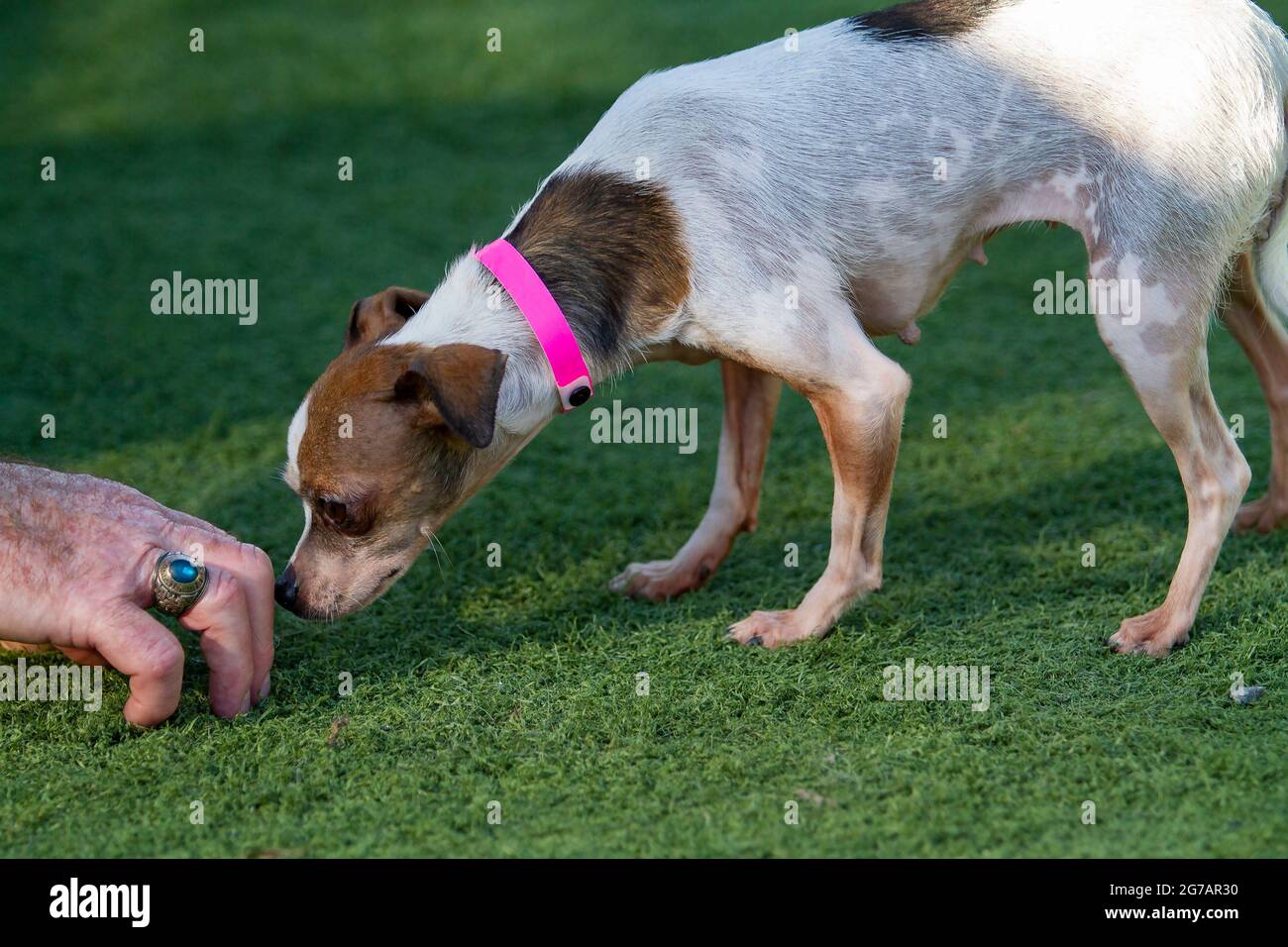 Older mixed Chihuahua Terrier dog in the arms of a trainer and caretaker at a dog resue facility Stock Photo