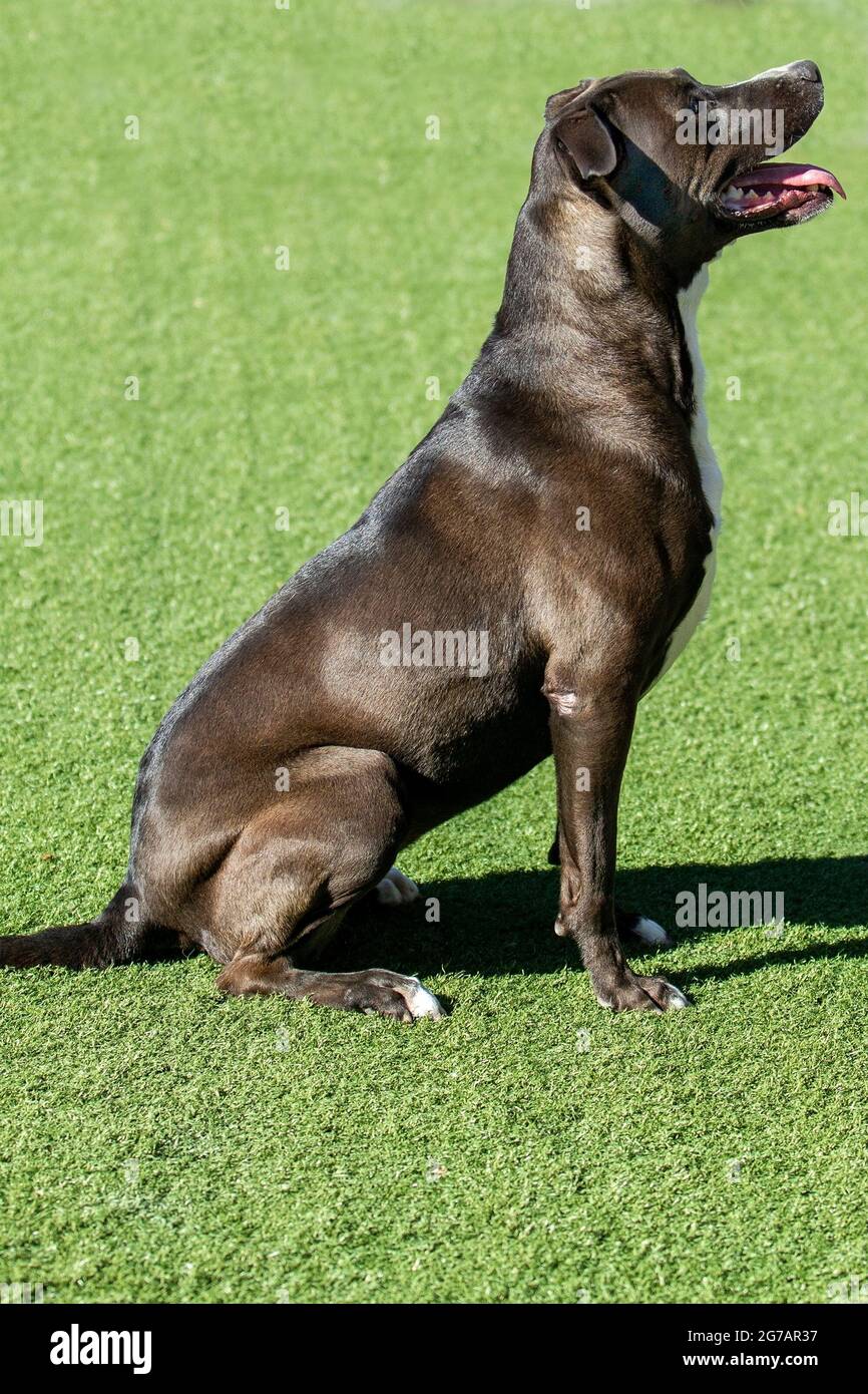 Seal hotsell color pitbull