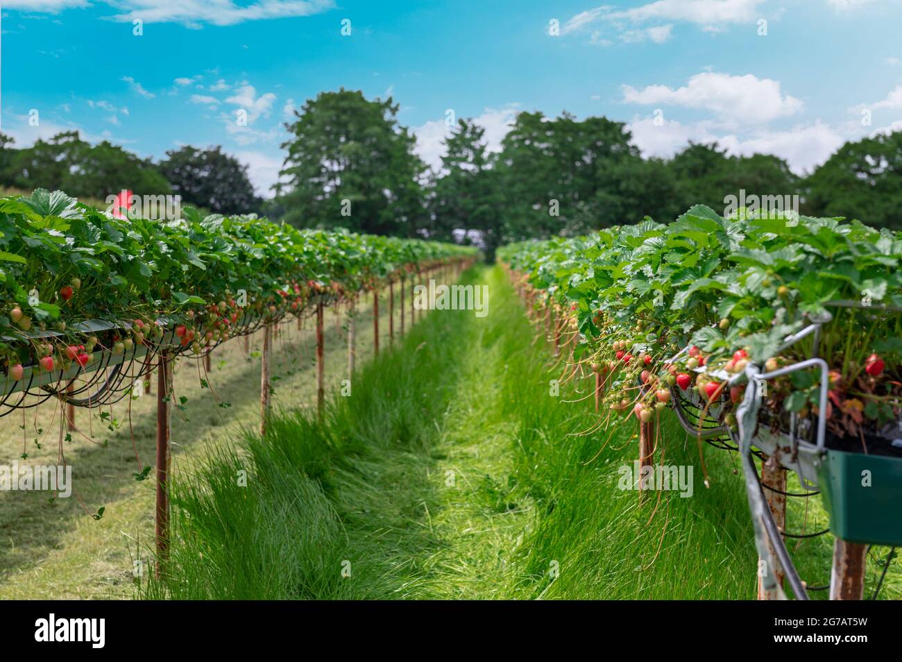 Strawberry picking in the farm Stock Photo - Alamy