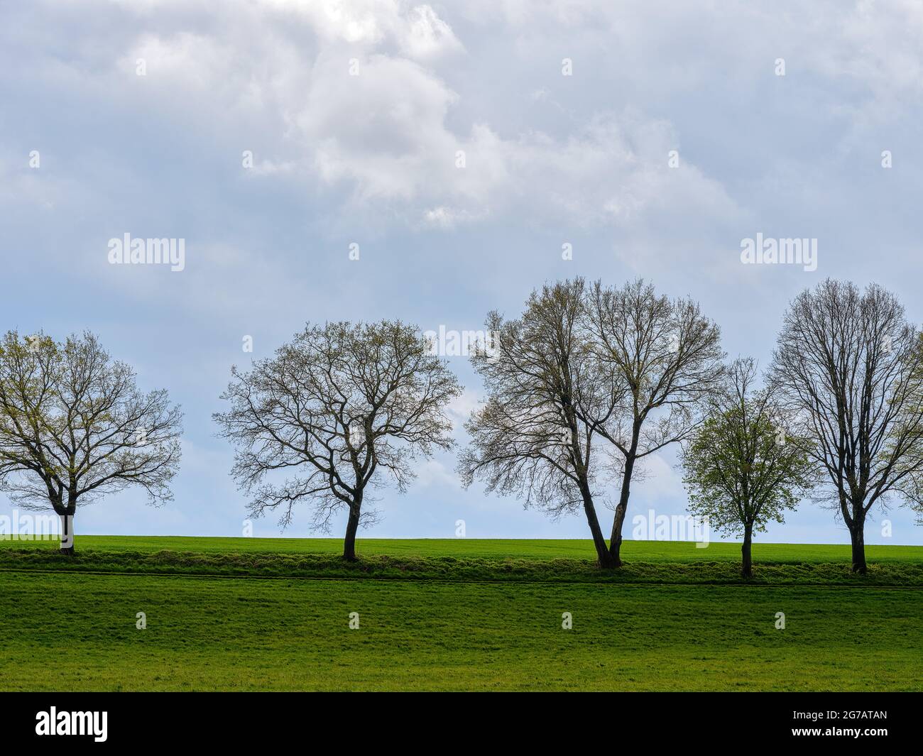 Row of trees, trees, field, grassland Stock Photo