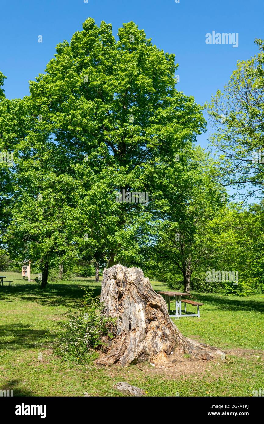 Germany, Baden-Wuerttemberg, Pfullingen, old tree stump in front of a linden tree on the Schönbergwiese at the Schönberg tower. Swabian Alb. Stock Photo