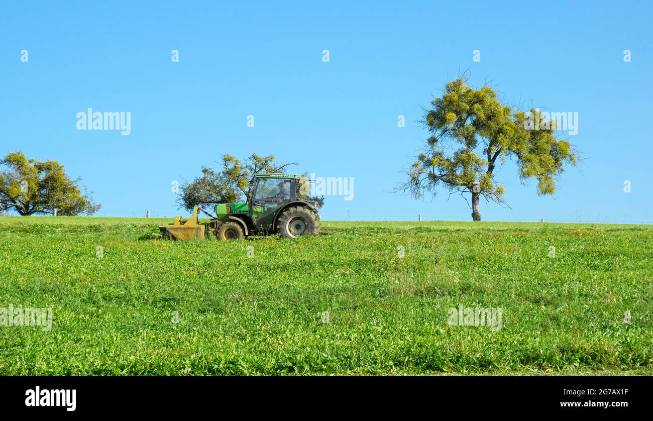Germany, Baden-Wuerttemberg, Amtzell-Pfärrich, farmer mows meadow, tractor with mower, tree with mistletoe. Stock Photo