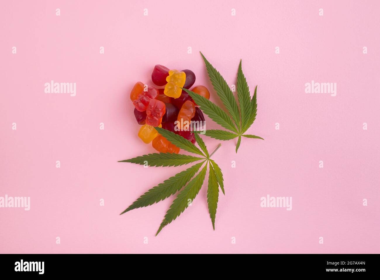 Gummy bears made of Cannabis Medical Marijuana with fresh green leaf of Cannabis against pink background. CBD and THC medical product. Stock Photo